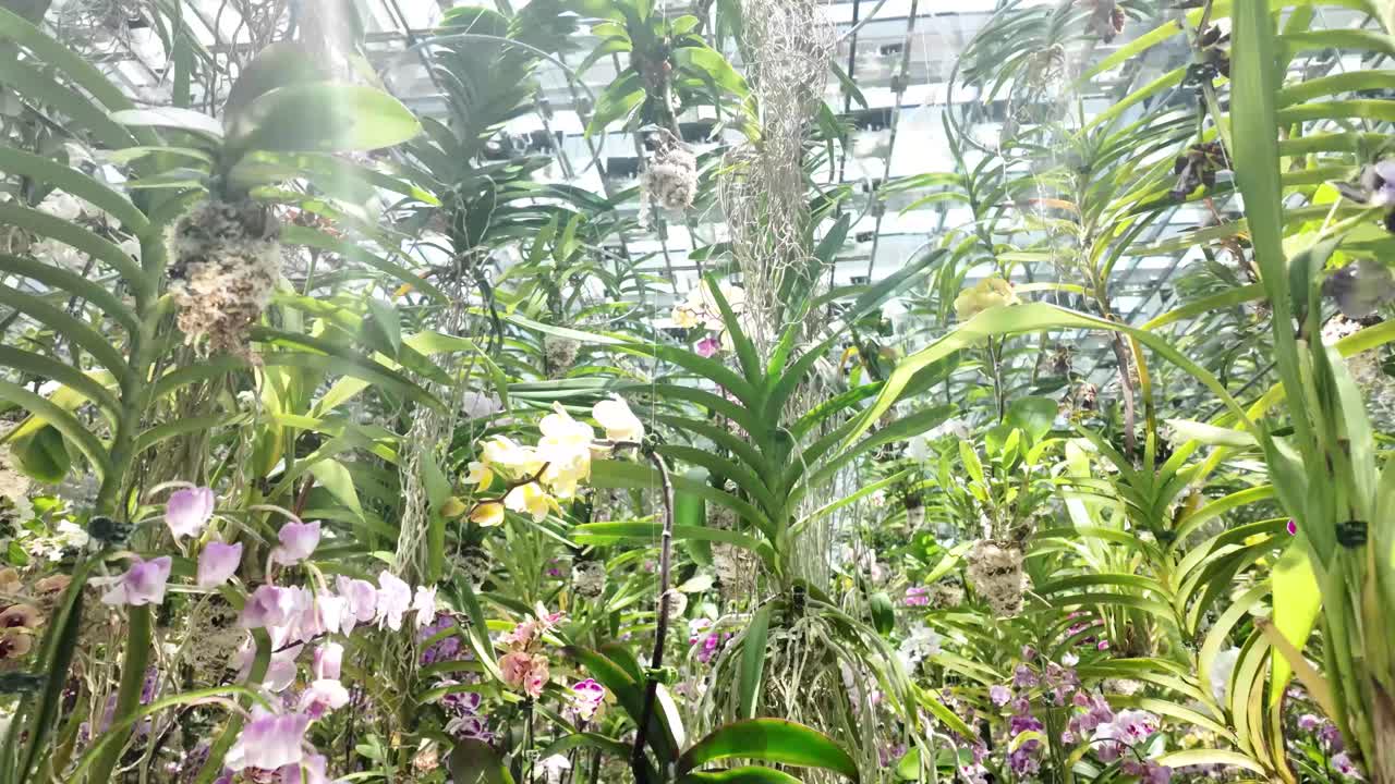 Orchids greenhouse garden vibrant display Vanda falcata Neofinetia flowers nature
