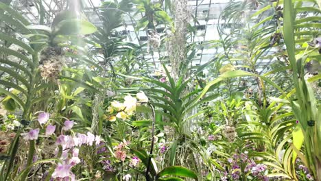 orchids greenhouse garden vibrant display vanda falcata neofinetia flowers nature