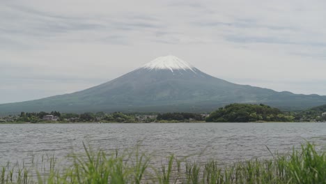 a tripod-shot video overlooks kawaguchi lake with the stunning and majestic mt. fuji in the background, while green grass in the foreground sways gently in the breeze under a sunny sky in japan.