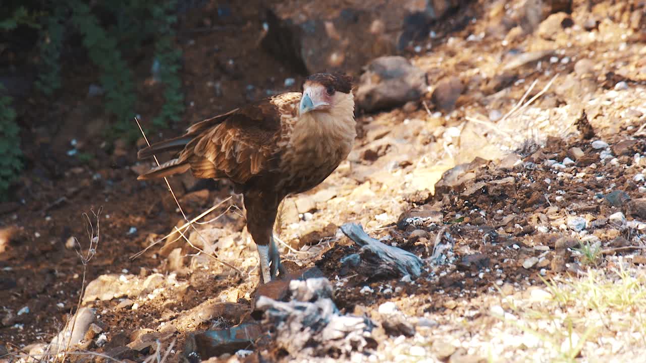 curacao - pájaro caracara caminando bajo el sol - toma de primer plano