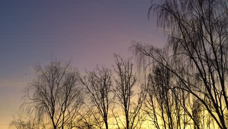 Colorful-pastel-pink-yellow-winter-sunset-background-at-park,-leafless-trees