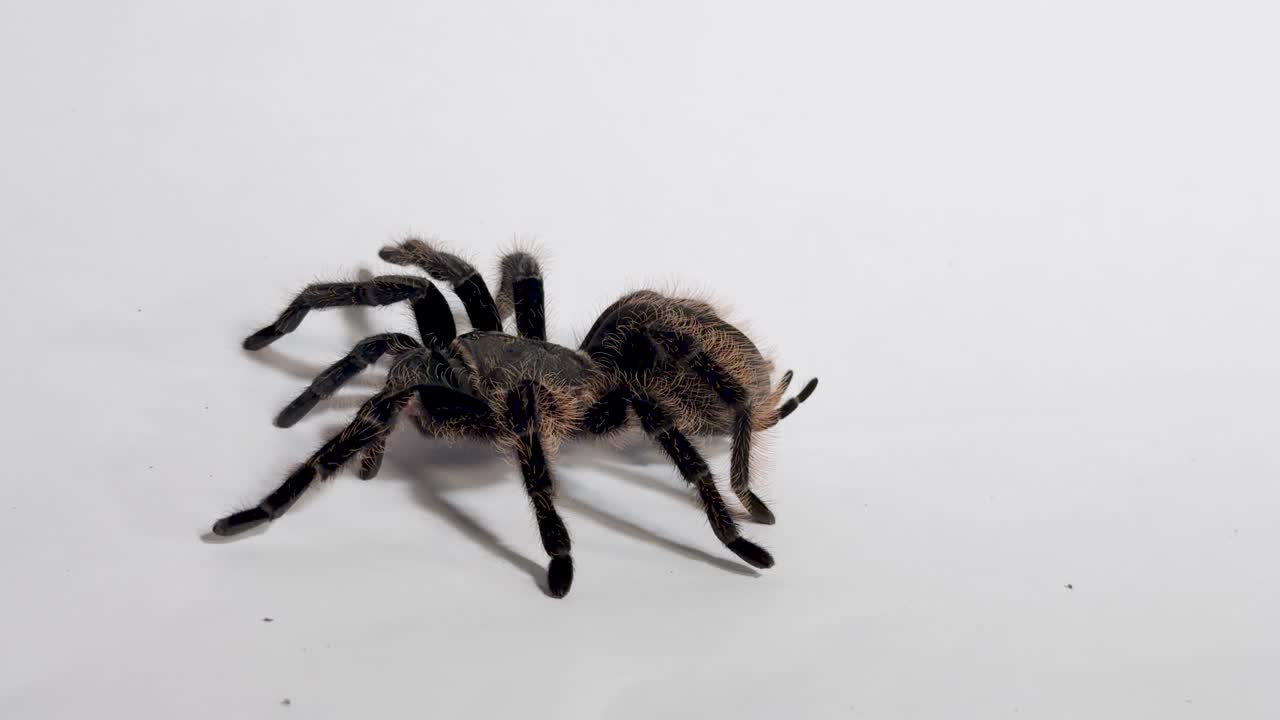 Video macro di una tarantola pelosa che cammina con calma su uno sfondo bianco uniforme in uno studio con illuminazione soffusa