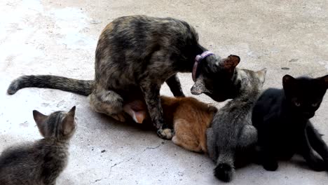 mom cat feeding her kittens