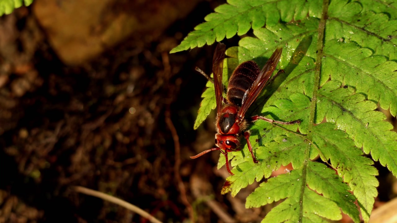 Closeup wildlife footage showing a black bellied hornet (Vespa basalis) calmly perching on a lush green fern during a quiet winter morning in Himachal Pradesh, India.