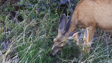 close up of mule deer doe eating grass