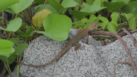 wildlife changeable lizard leaving out from the rock stone