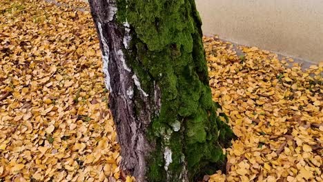 -A-tree-covered-in-moss