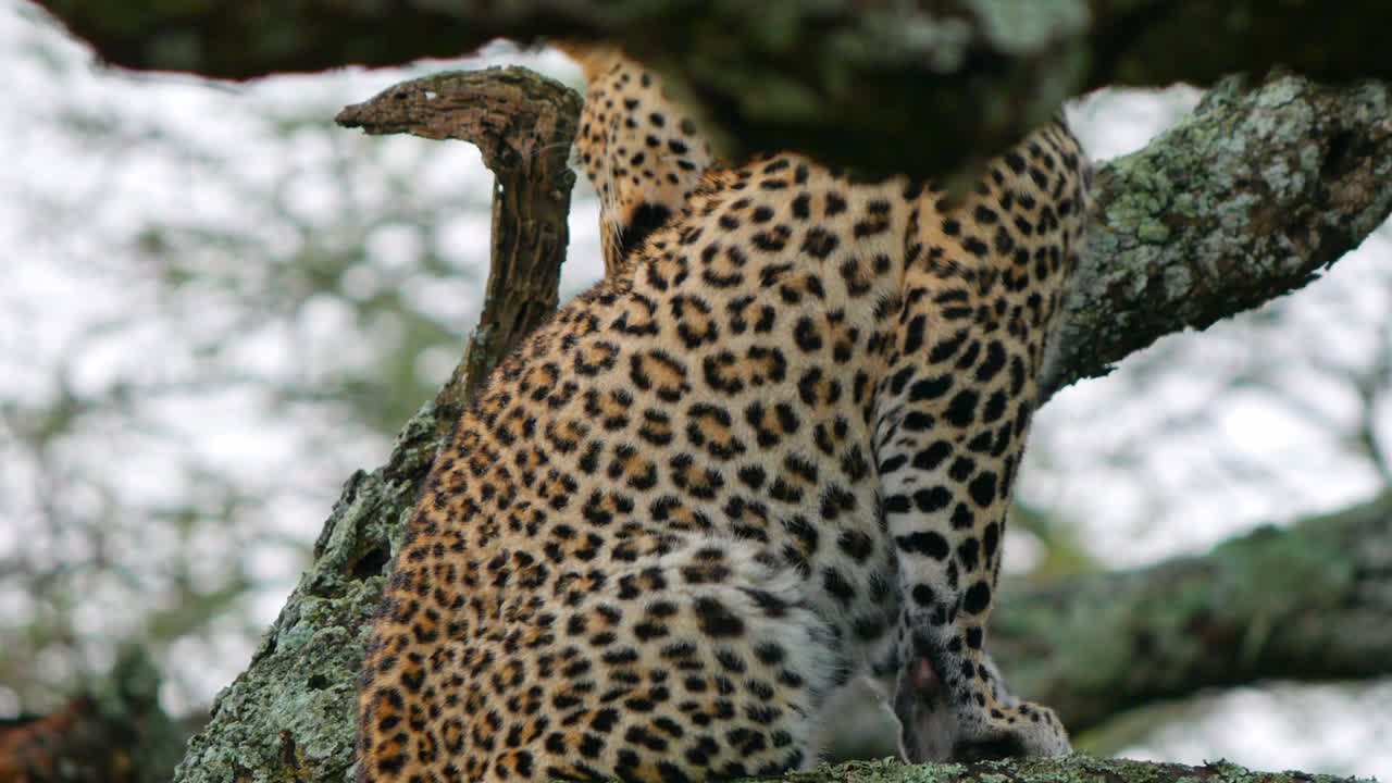 Leopard wildlife feline grooming cleaning fur animal in the wild safari Tanzania