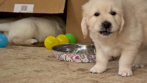 Cachorro-Golden-Retriever-Bebiendo-De-La-Bandeja-De-Agua-En-La-Alfombra