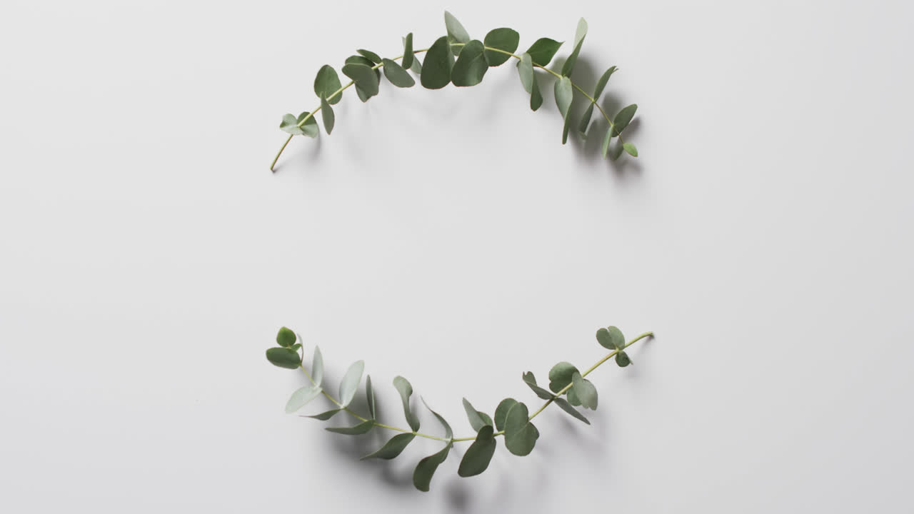 Video of green plant leaves in circle with copy space on white background