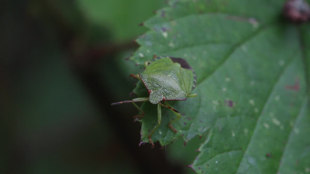 An adult Green Shieldbug on a Bramble leaf in late Summer