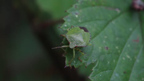 an adult green shieldbug on a bramble leaf in late summer