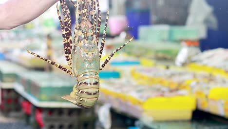 fresh lobster at a market