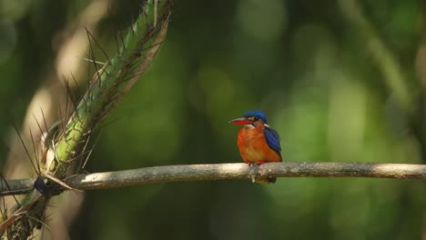 un pájaro pescador de orejas azules se alza en una rama, de vez en cuando limpiando sus plumas con su pico