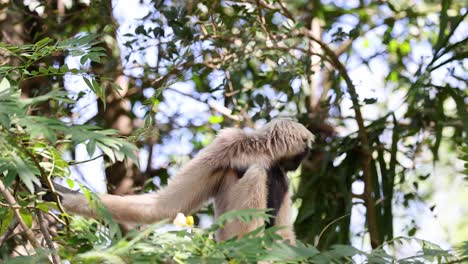 gibones moviéndose a través de los árboles en el zoológico de khao kheow