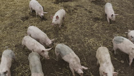 Neugierige-Rosa-Schweine,-Die-In-Der-Schlammigen,-Mit-Stroh-Gefüllten-Erde-Schnüffeln,-Nahaufnahme