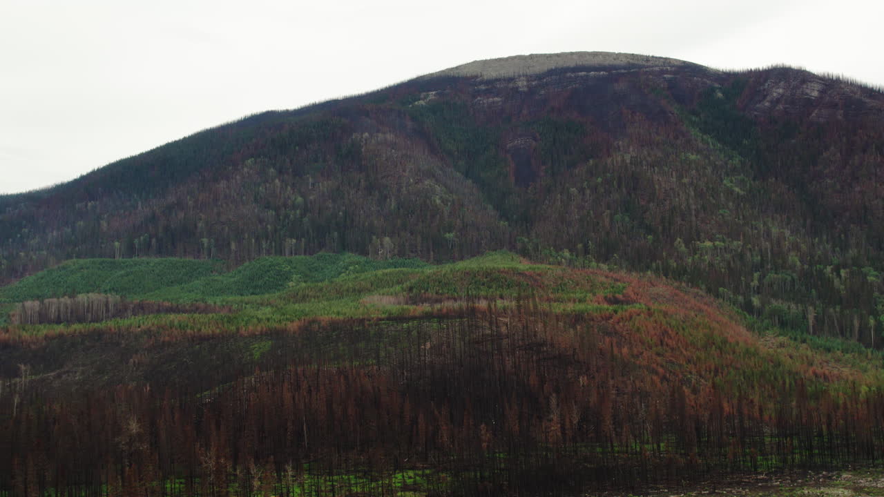 troncos de árboles forestales en la ladera de la montaña quemados y quemados después de un incendio forestal, dron