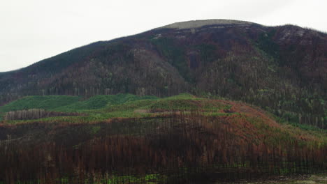 stands of forest trees on mountainside scorched and burned after wildfire, drone