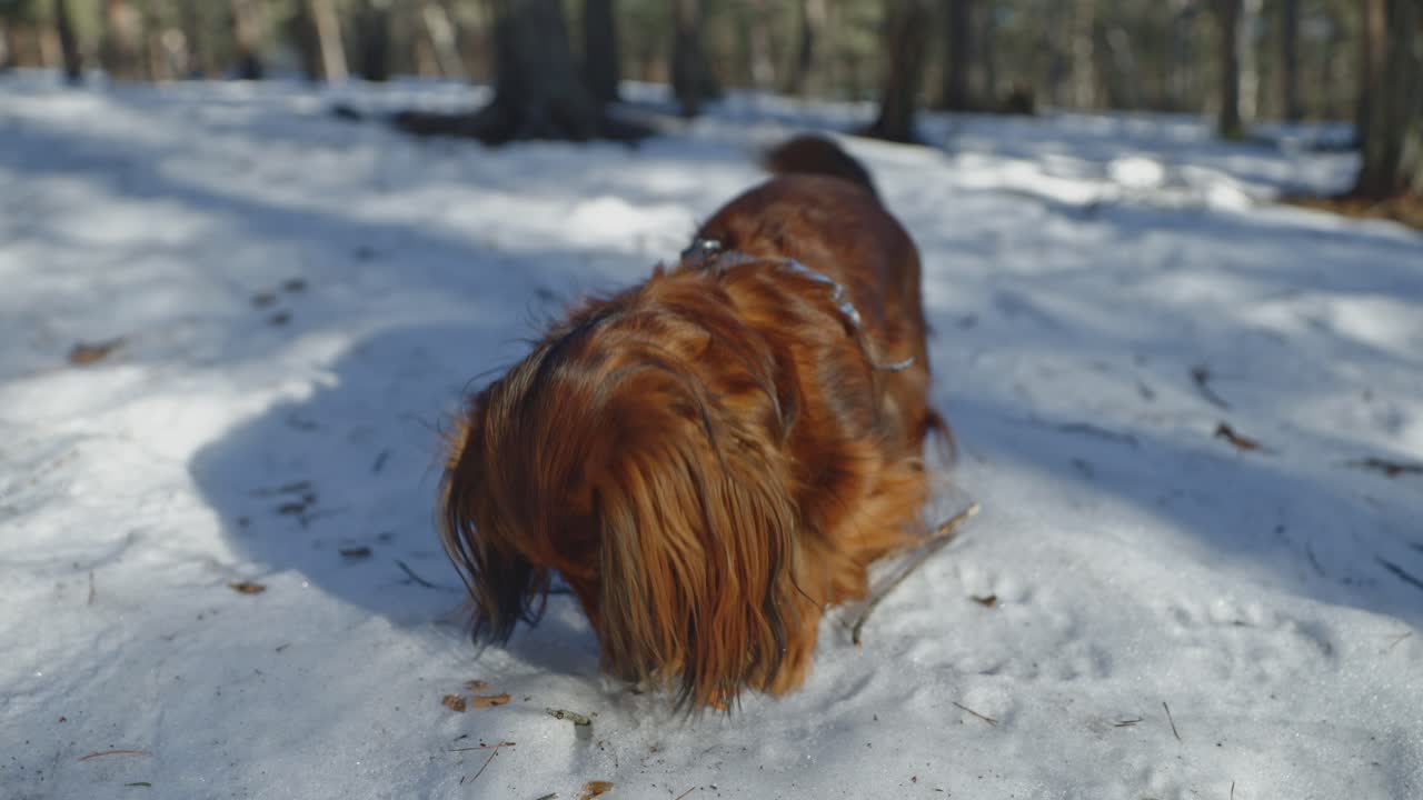 In a snowy landscape, a brown longhaired dachshund digs at a piece of wood. The sun's warm rays glow on its fur, contrasting beautifully with the white snow as it enjoys the wintry fun.