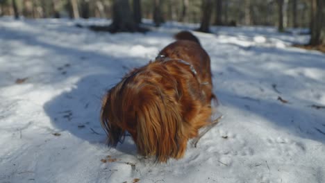 in a snowy landscape, a brown longhaired dachshund digs at a piece of wood. the sun's warm rays glow on its fur, contrasting beautifully with the white snow as it enjoys the wintry fun.
