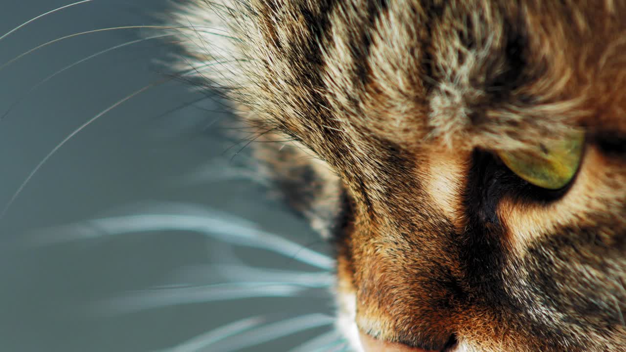 un gato adulto blanco y negro descansando en una terraza