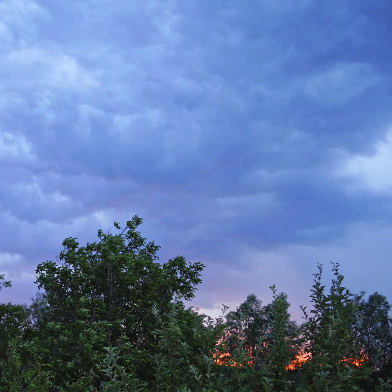 Green trees under the the cloudy sky. Top of trees are moving by the strong wind on the background of blue sky at sunset in the evening.