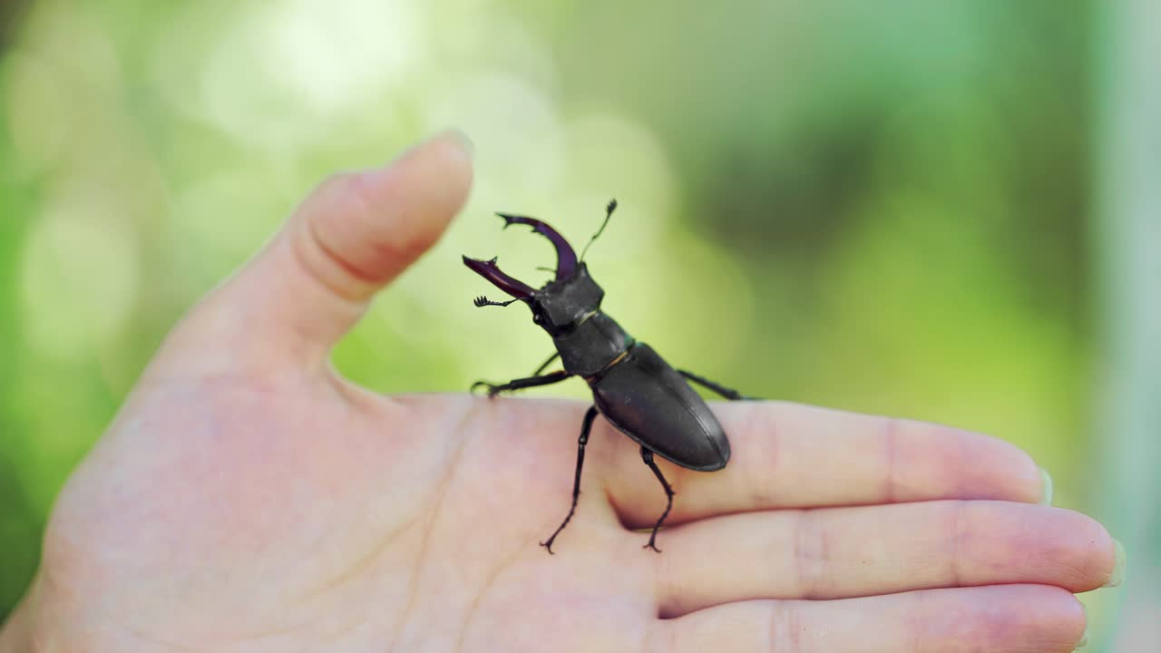 Stag beetle in hand. Lucanus cervus. Fighting beetles