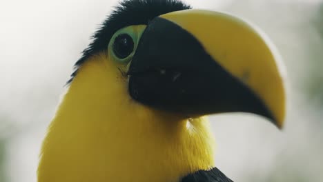 extreme closeup of yellow-throated toucan looking around in its habitat