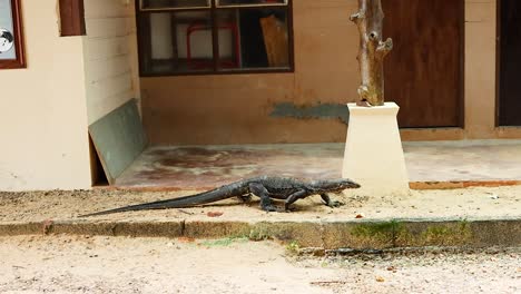 monitor lizard moves along a krabi street