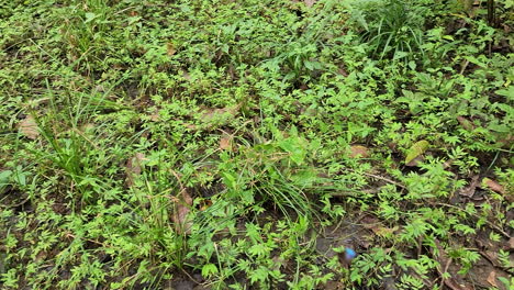 una mariposa frágil vuela sobre la hierba en el bosque