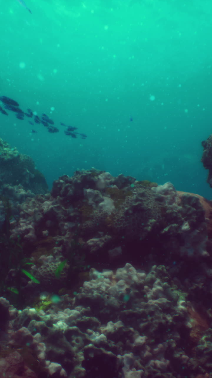 arrecife de coral submarino