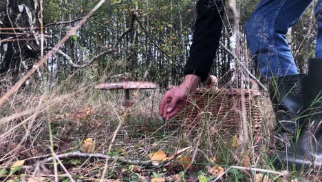 Makrolepiota-Procera-Pilz-Herbstsaison-Jäger,-Der-Den-Pilz-Pflückt-Und-Ihn-In-Einen-Weidenkorb-Legt,-Der-Mutter-Natur-Respektiert,-Biologisches,-Organisches,-Natürliches-Superfood