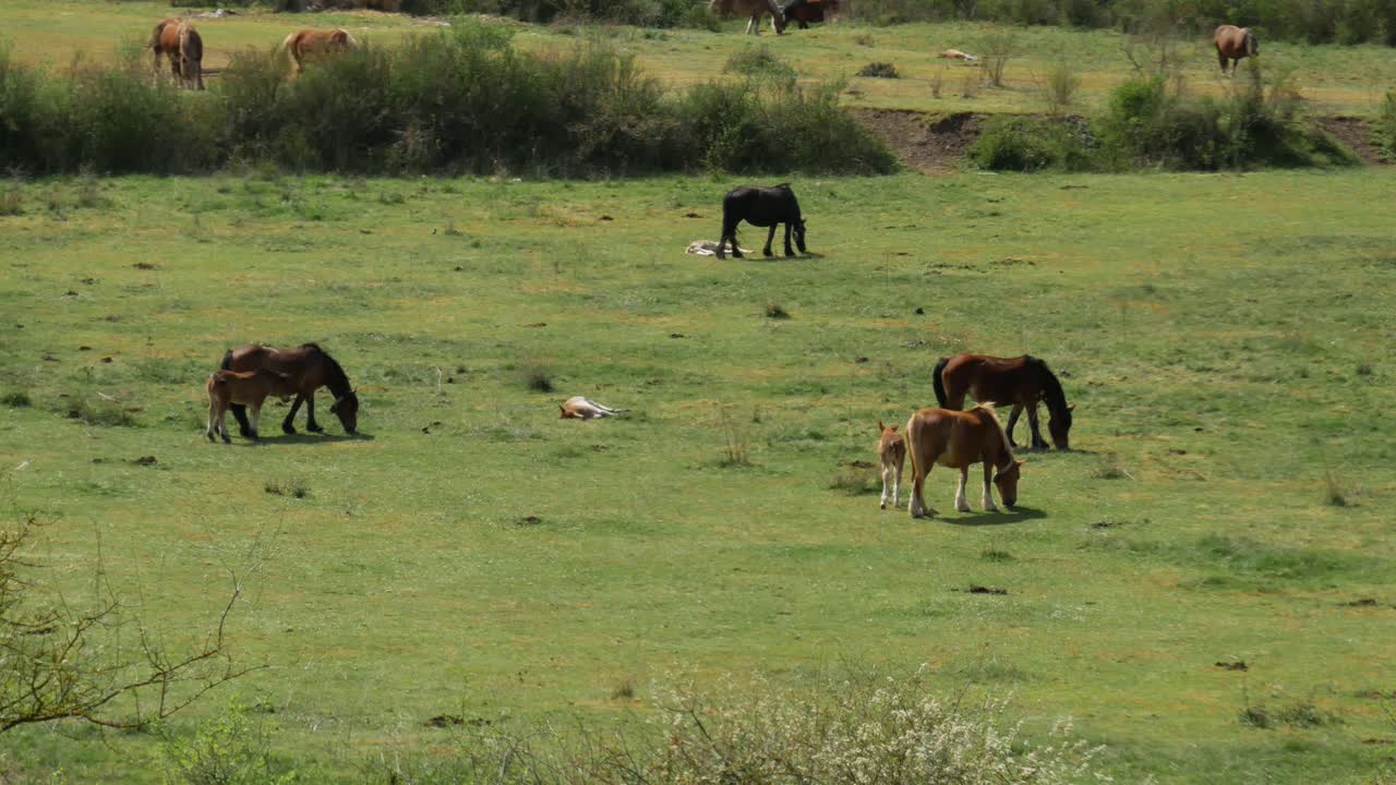 yeguas y potros en un campo verde en el norte de españa