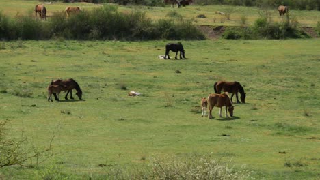 mares and foals on a green field in the north of spain