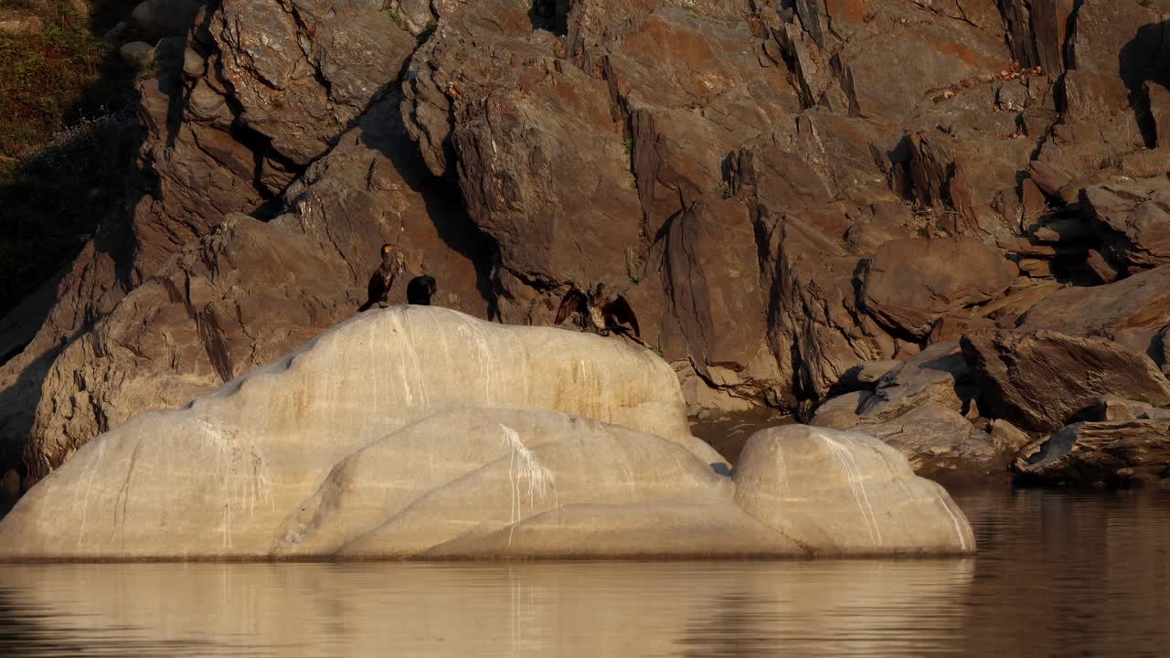 En bred naturvideo i realtid, der viser en stor skarv, roligt siddende på en sten i en strømmende flod, på en kold vintermorgen i Himachal Pradesh, Indien.