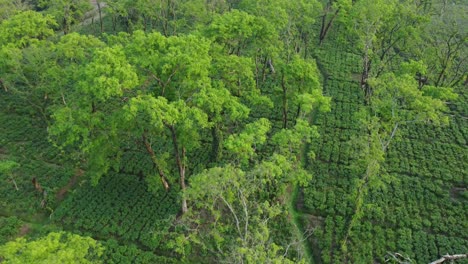 Ariel-O-Vista-De-Drones-Una-Especie-De-Jardín-De-Té-Assam