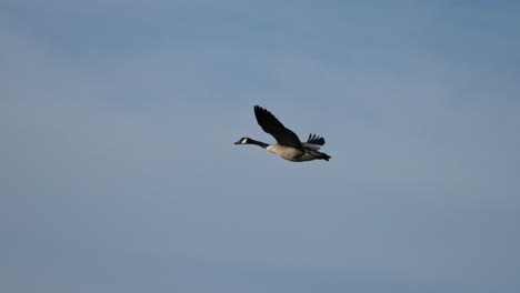 a canadian goose winging it way through the semi cloudy sky in slow motion