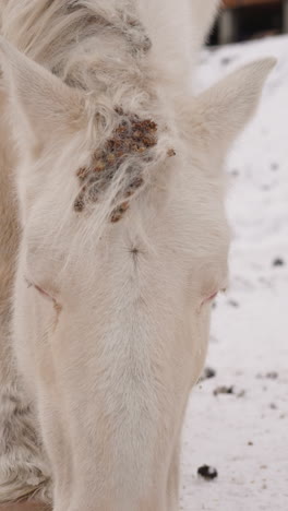 white horse with fluffy mane looks for food in snowy area on cold winter day. domestic animal grazes on meadow near stable in gorny altai closeup