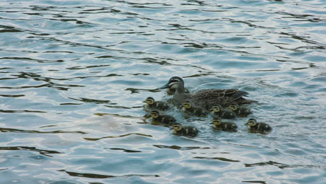 medium shot of a family of ducks swimming in a lake