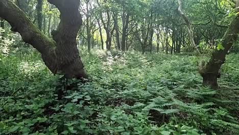 Lush-fern-woodland-with-sun-breaking-through-forest-tree-canopy-wilderness