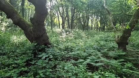 lush fern woodland with sun breaking through forest tree canopy wilderness
