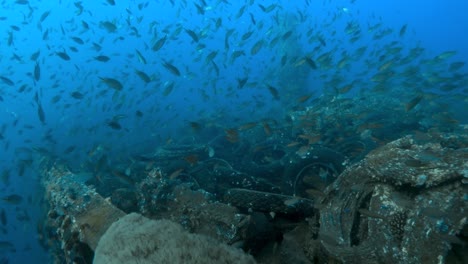 Tausende-Kleiner-Fische-Schwimmen-über-Dem-Turkia-schiffswrack-Mit-Tausenden-Gebrauchten-Autoreifen-Im-Roten-Meer,-ägypten