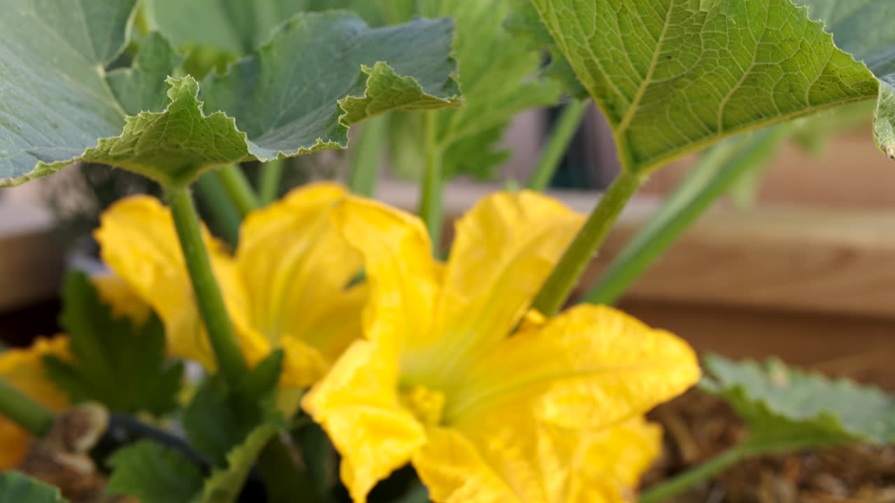 las flores de calabacín en el jardín de primavera se convertirán en sabrosas calabazas bajo el sol de verano