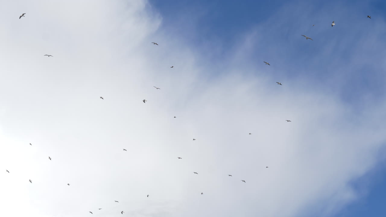 Flock of Seagulls Flying in the Sky, White Cloud Background LOW ANGLE