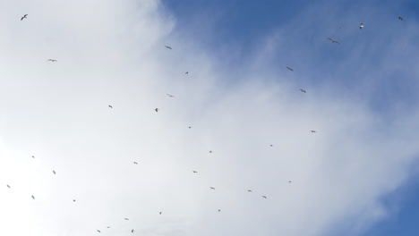 Schwarm-Möwen,-Die-In-Den-Himmel-Fliegen,-Weißer-Wolkenhintergrund,-Niedriger-Winkel