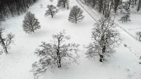 scenic old oak trees in field covered with snow, drone