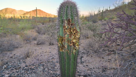 view of saguaro that was eaten on by animals in tucson, arizona - close up, tilt down