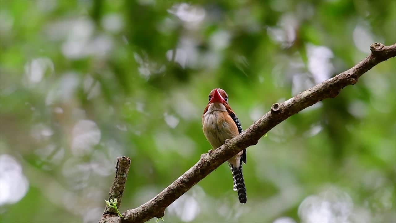 un martín pescador de árboles y una de las aves más hermosas que se encuentran en tailandia dentro de las selvas tropicales