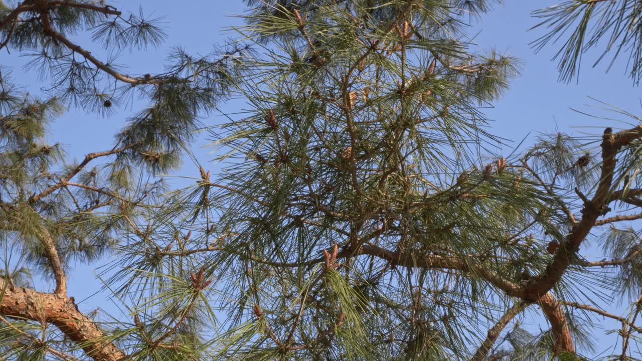 Pine Tree Branches With Needle-like Leaves And Young Pine Cones Against Clear Sky. closeup, low angle shot