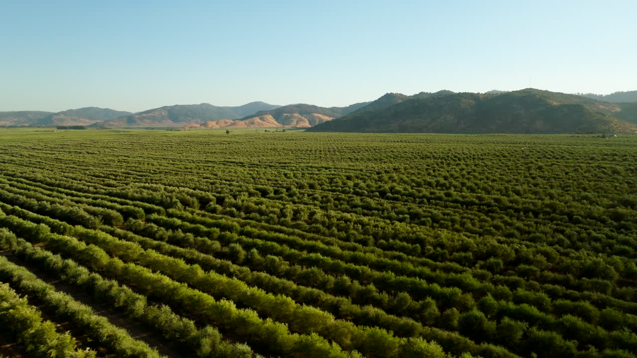 Vast green olive grove with trees in long neat rows on farm in Chile, aerial